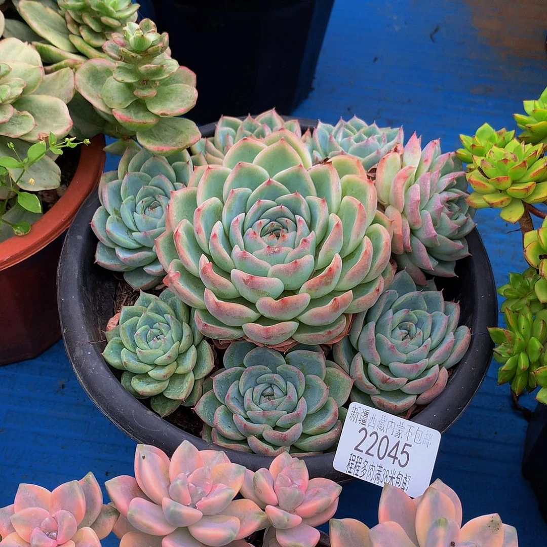 河***司粉水晶22045吨肉多亩