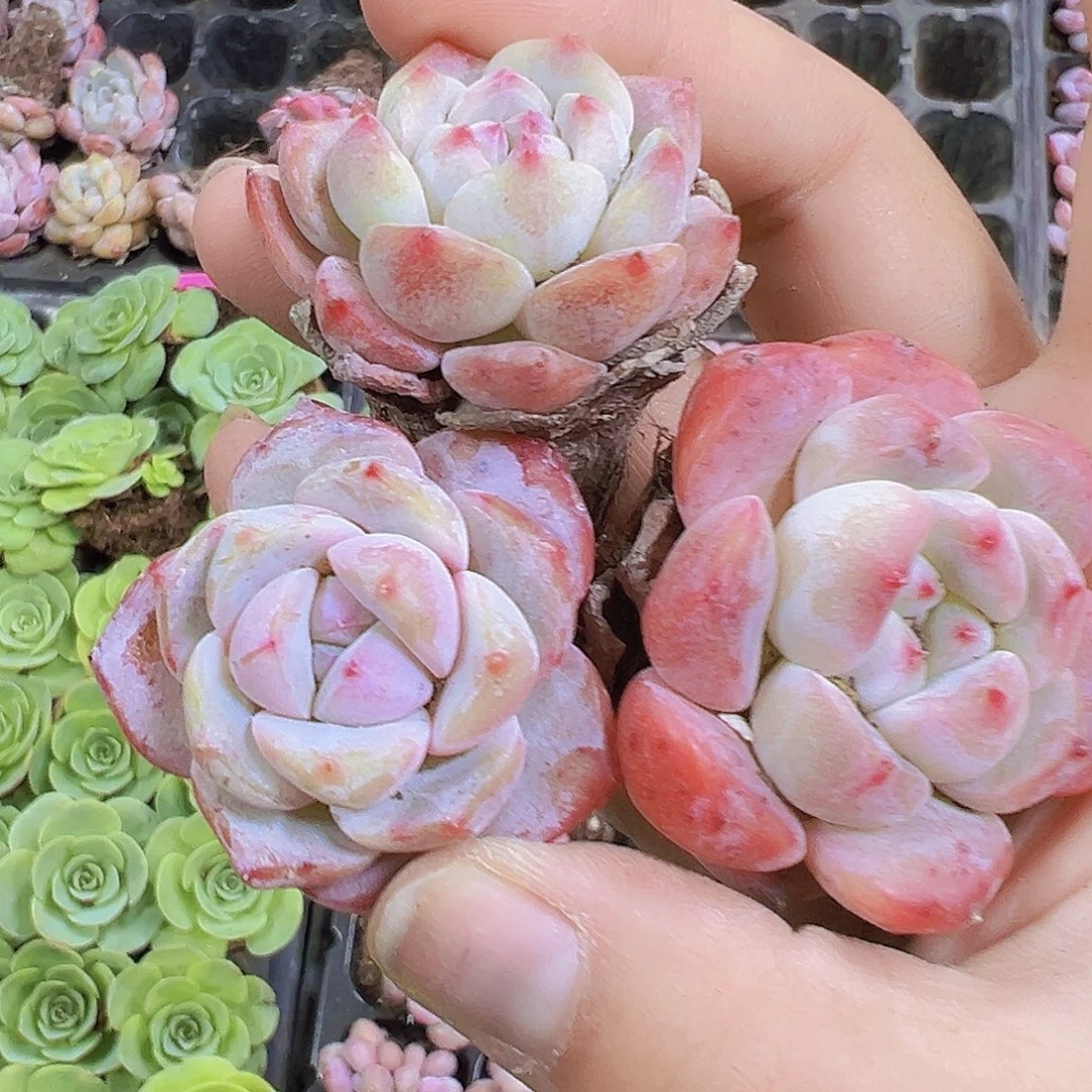 大草莓啵啵5个19包邮要