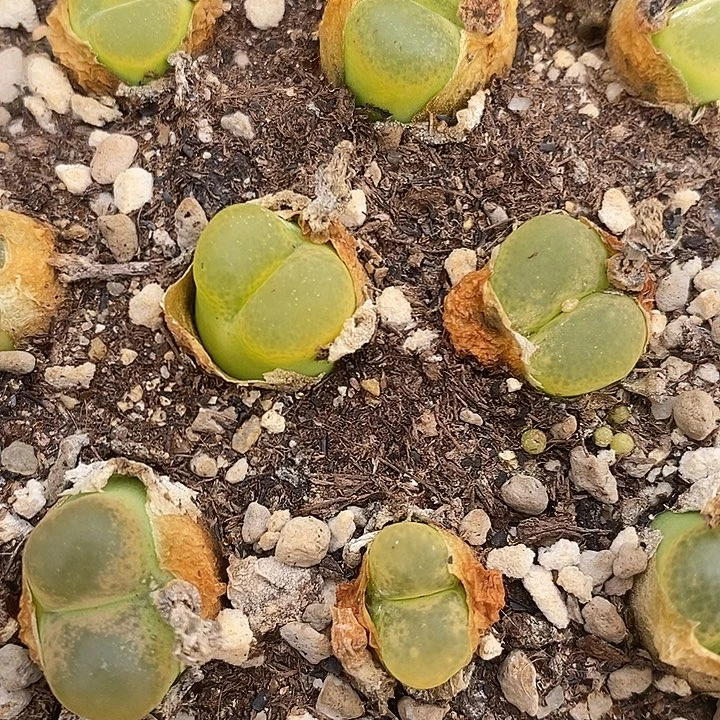 拉登杂交2颗一组。