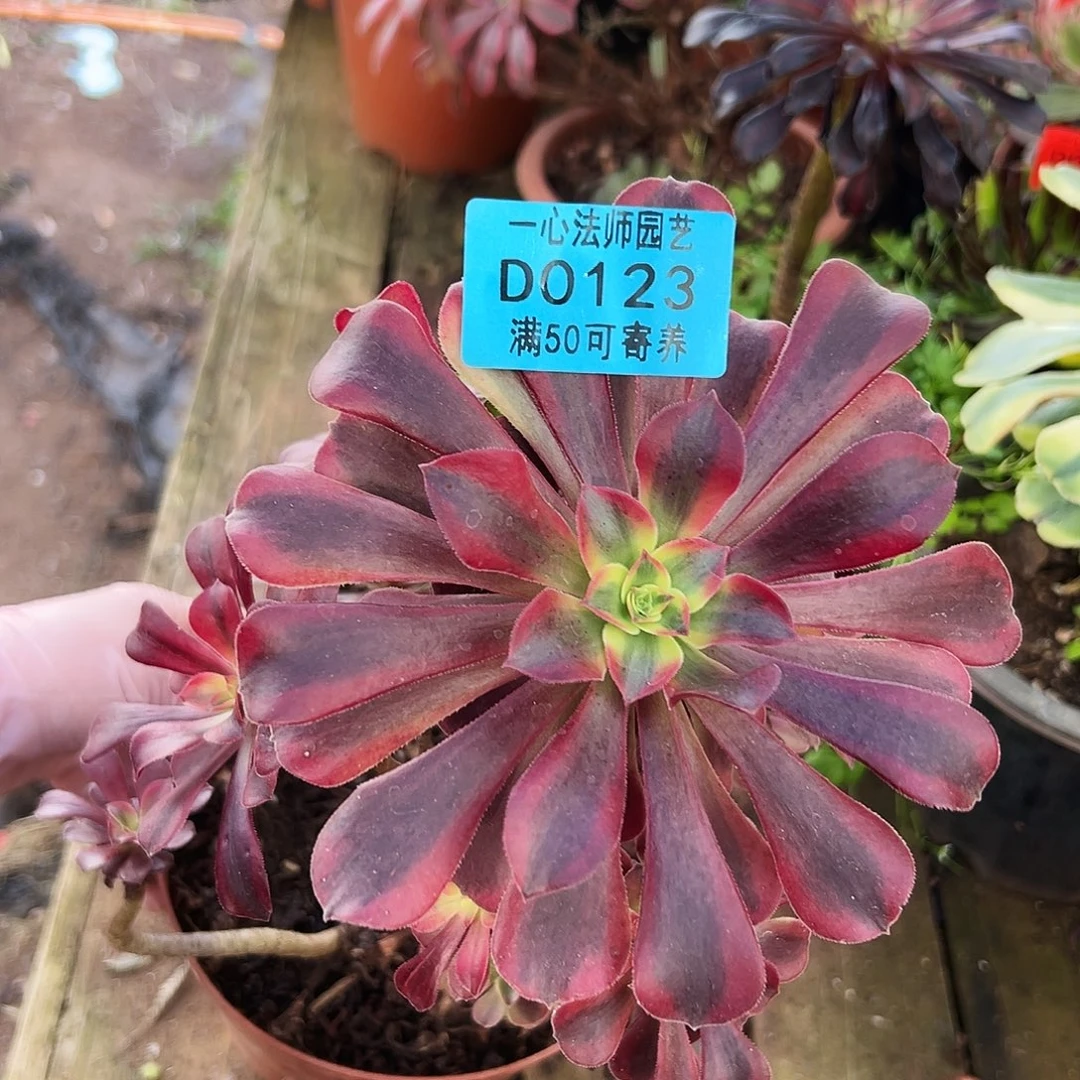 多肉植物多肉植物0123
