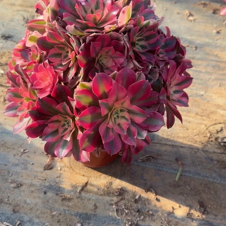 25-68女巫多肉不包售后