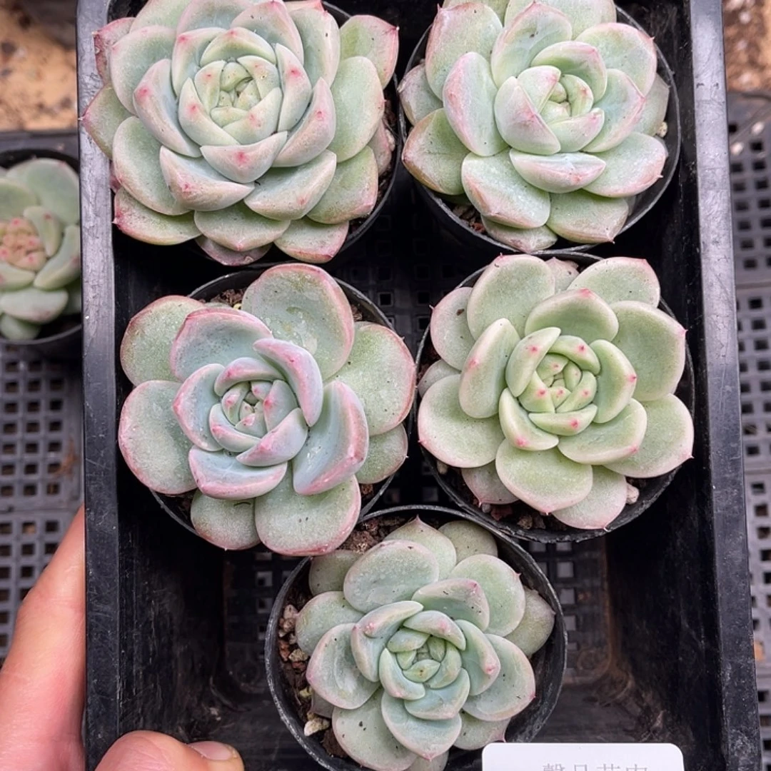 多肉一物一拍26-202