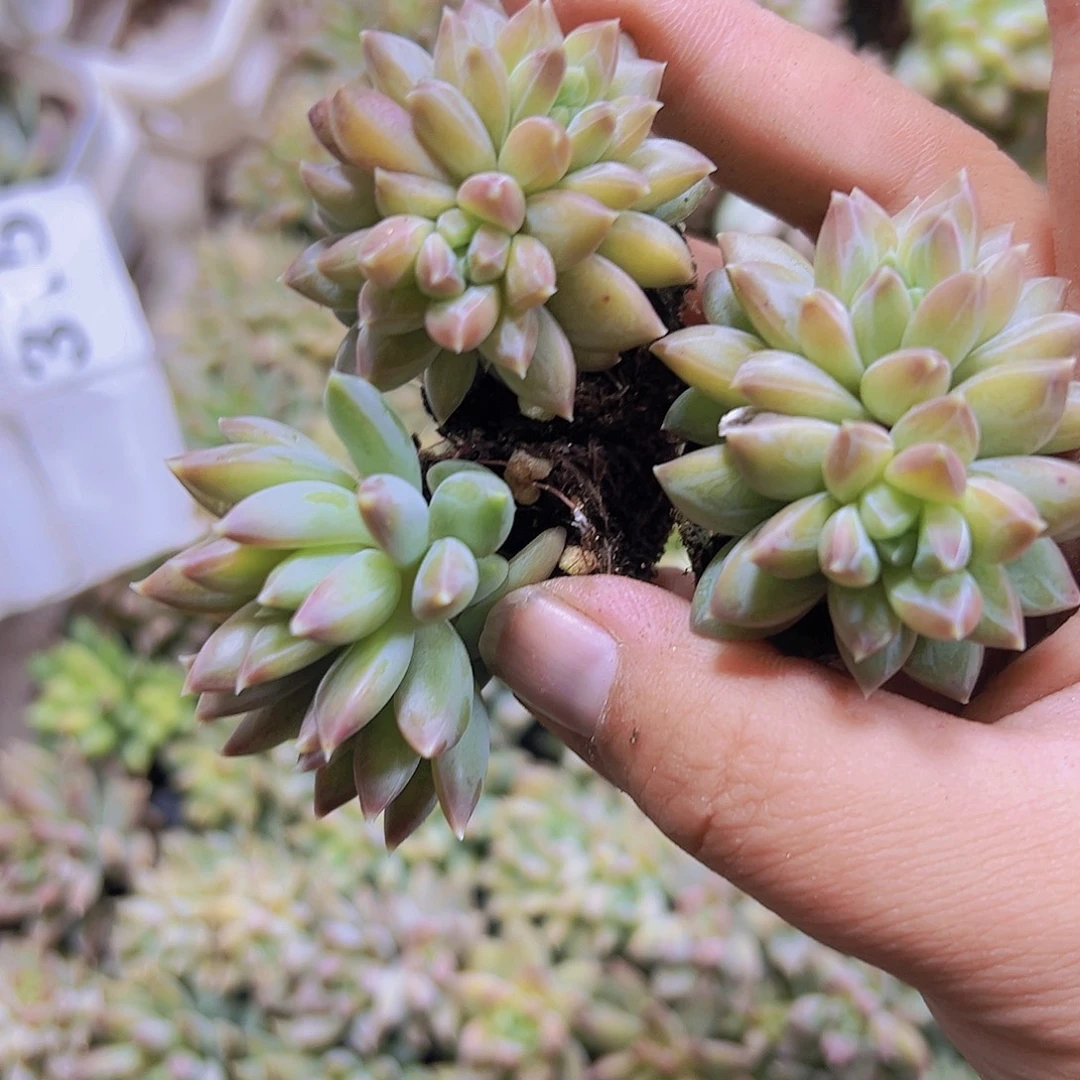 依卡鲁斯苗3个19包邮