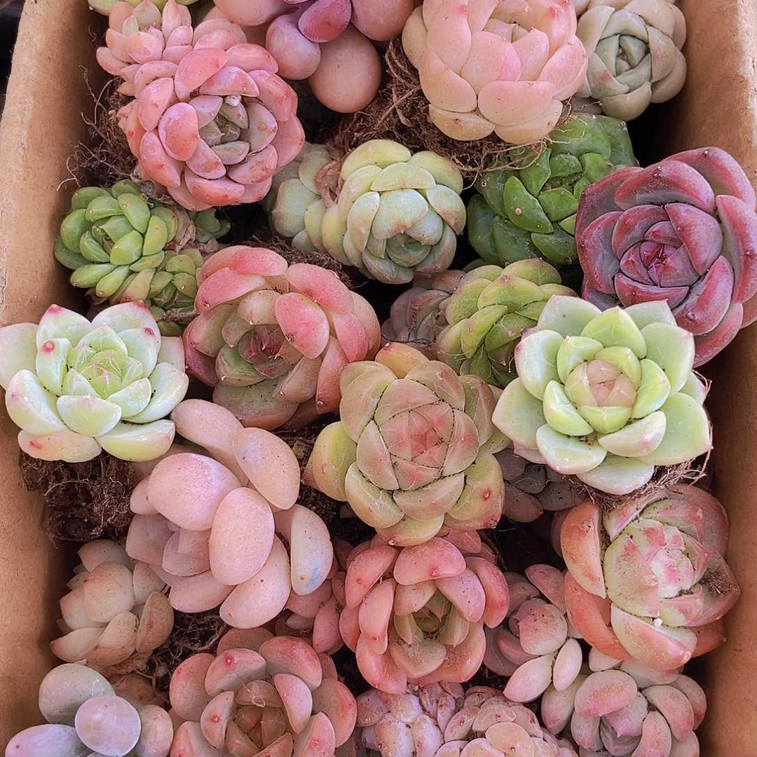 0000000000001量拍保底20颗