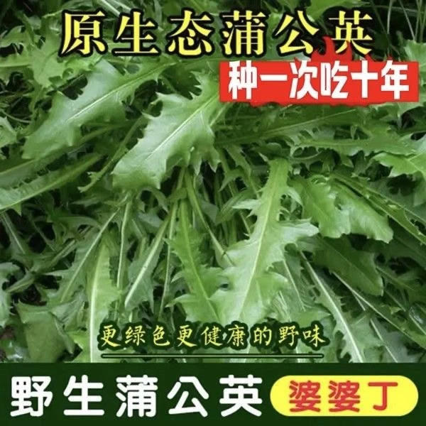 【满5包包邮】野生蒲公英种子婆婆丁菜种子
