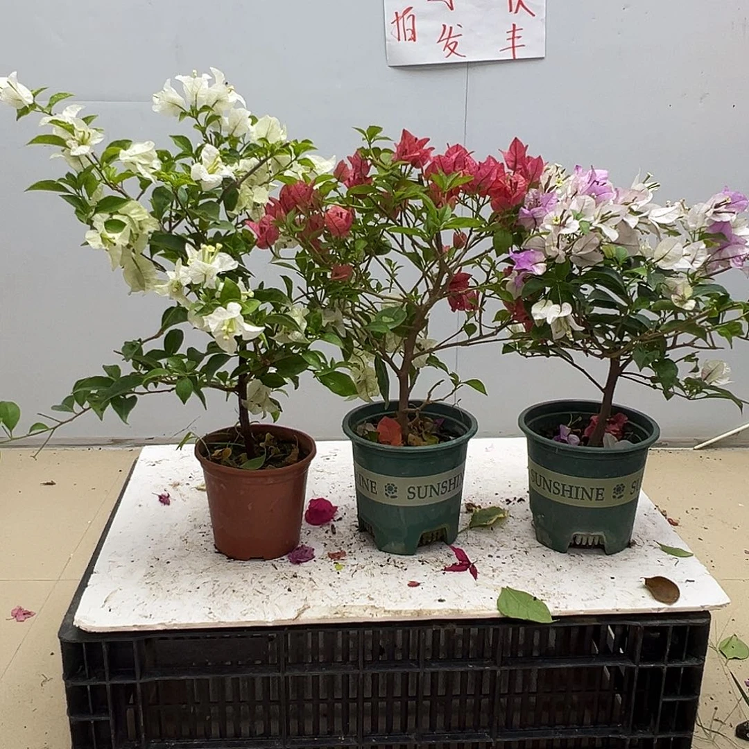 大部分花苞少量开放白雪，酒红，雪紫组合