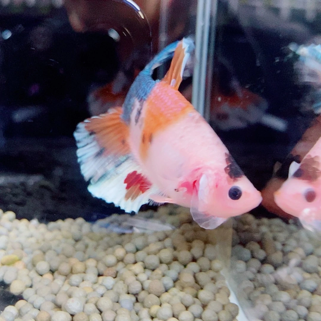 发***了斗鱼黑16号巨斗将军