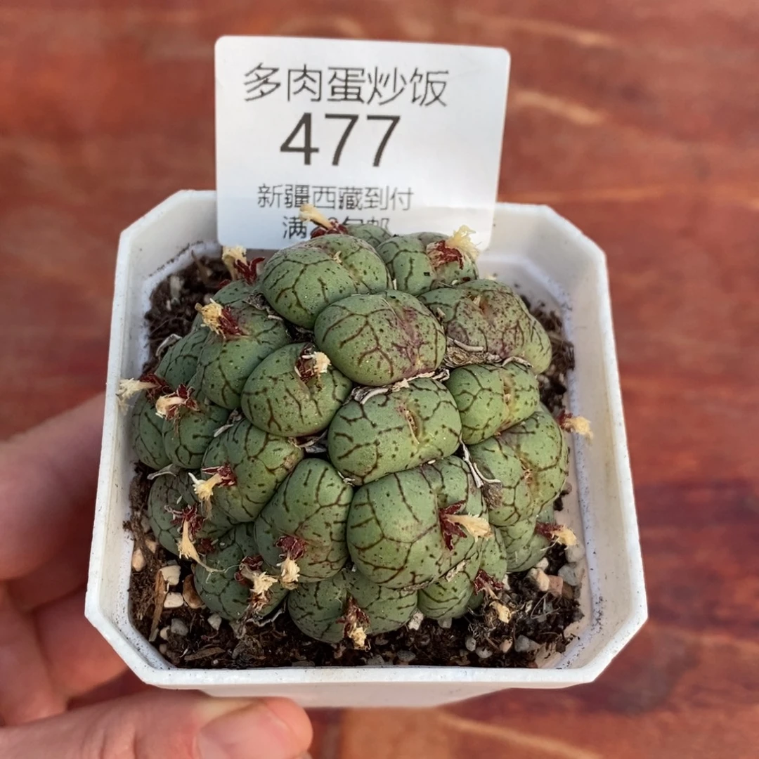 感谢您的支持00477