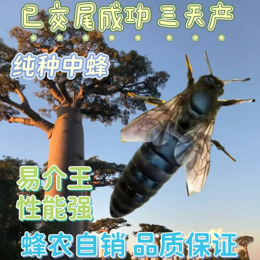 【已开产一年老王】中蜂蜂王中蜂开产王产卵蜂王蜜蜂种王伏牛王