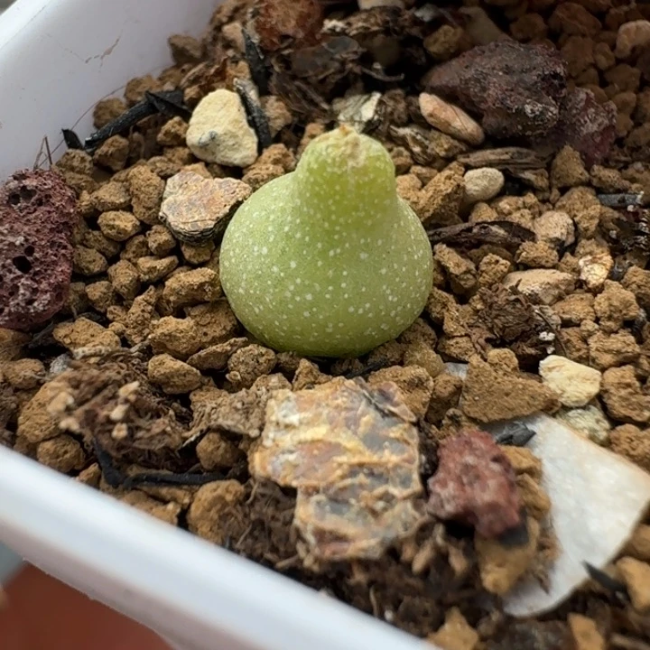 2200小葫芦一颗脱土