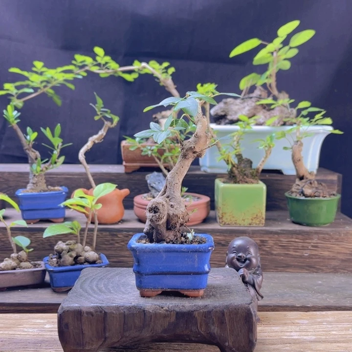 当前无花朵，栽培后可花朵