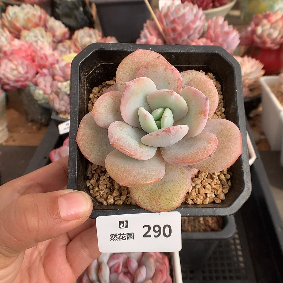 290奶茶多肉植物666