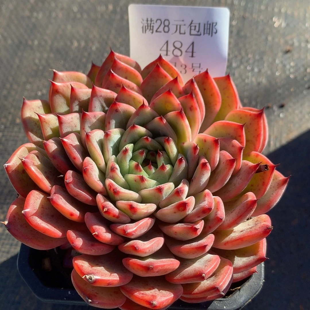 【闪购商品】云484号星空珍妮8厘米