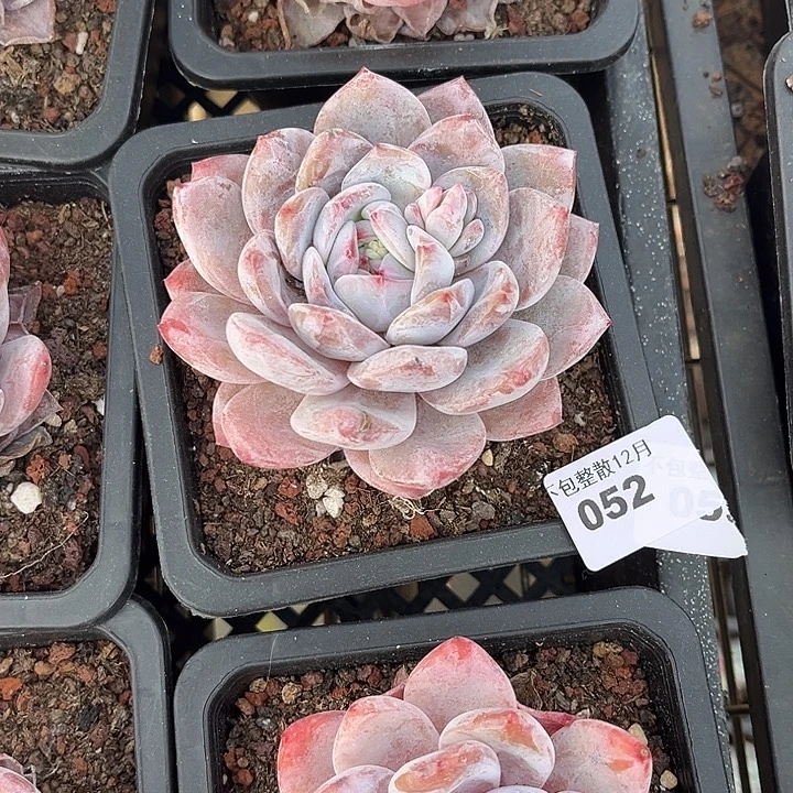 阿雅园艺。        052梦露