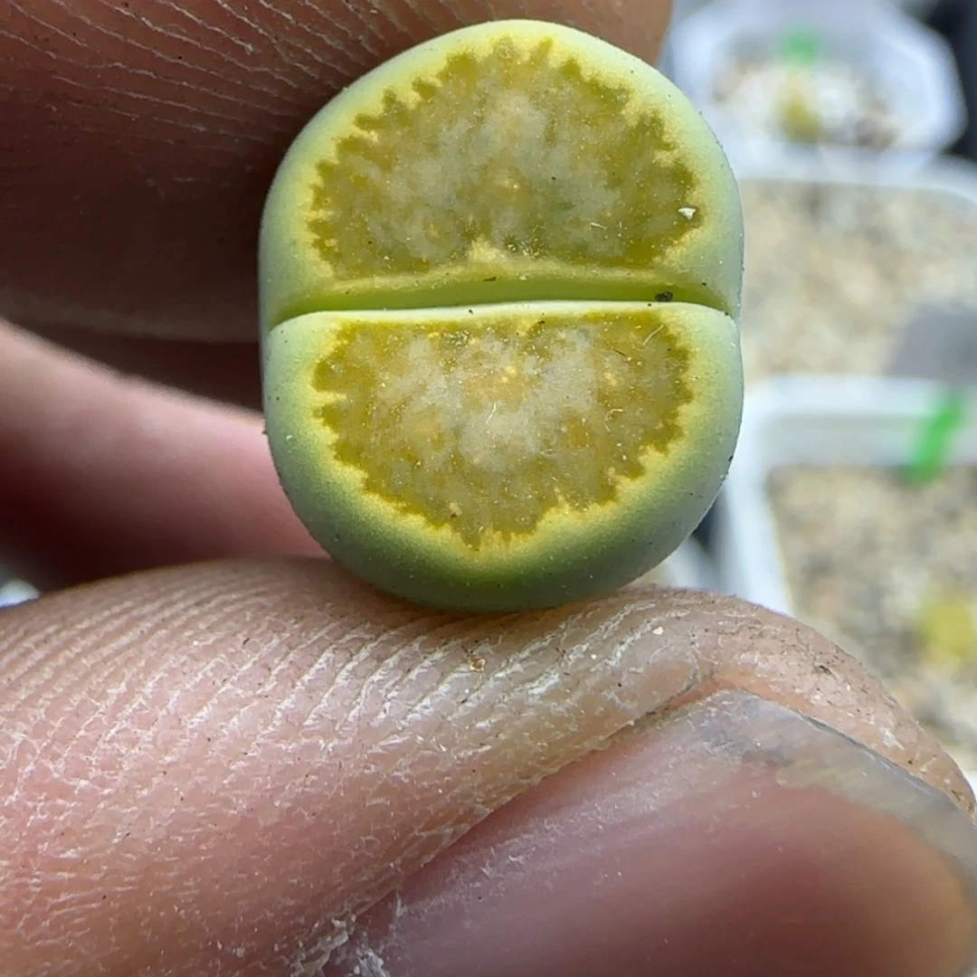 661 生石花大棚直播