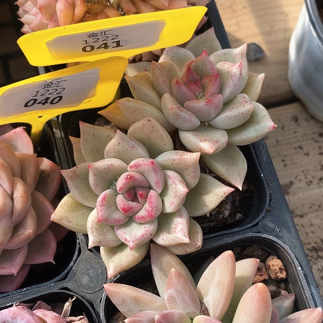 福利多多。1222041