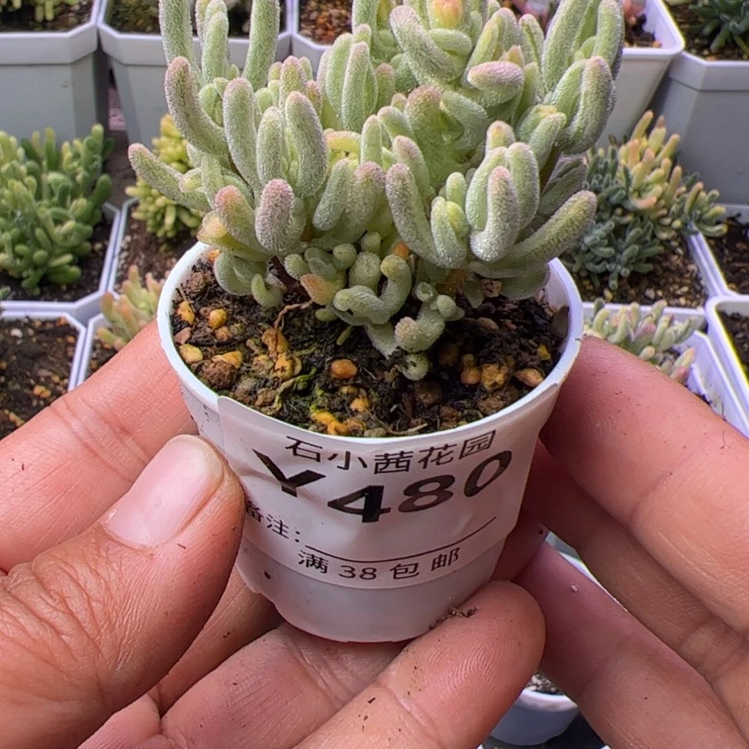 沁*多肉植物枝干橙叶白锦