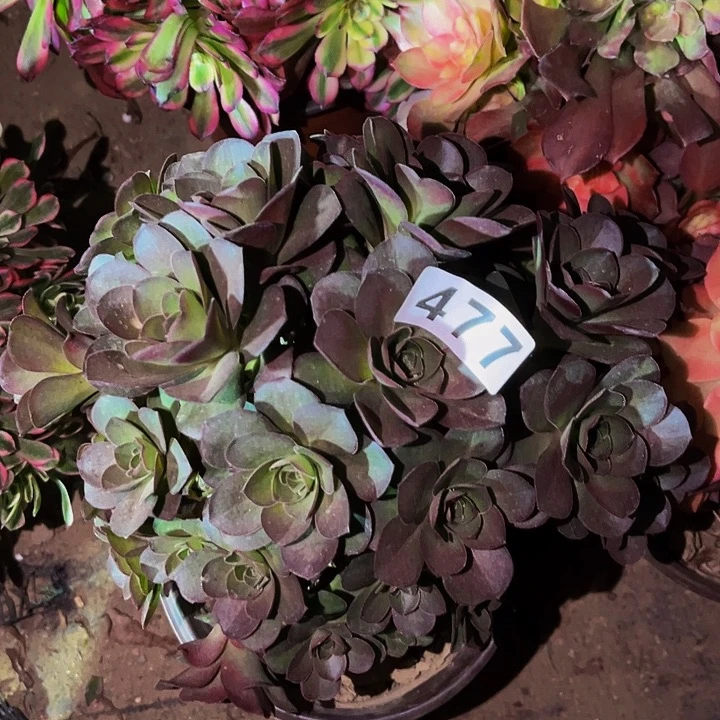 477魅金多肉植物处理不售后砍头丛林