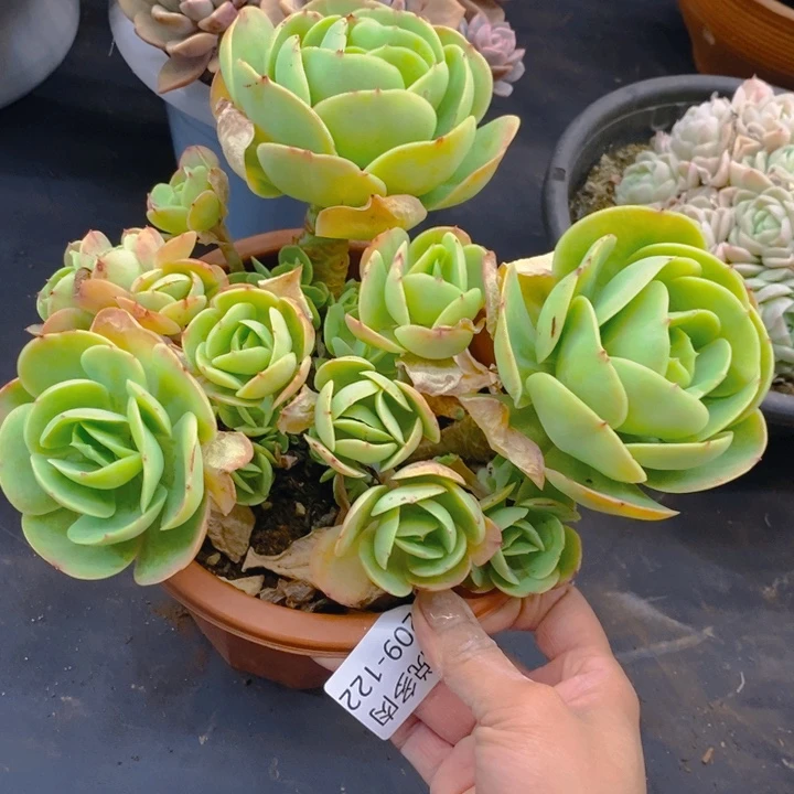 夏悦多肉0209-122碧桃