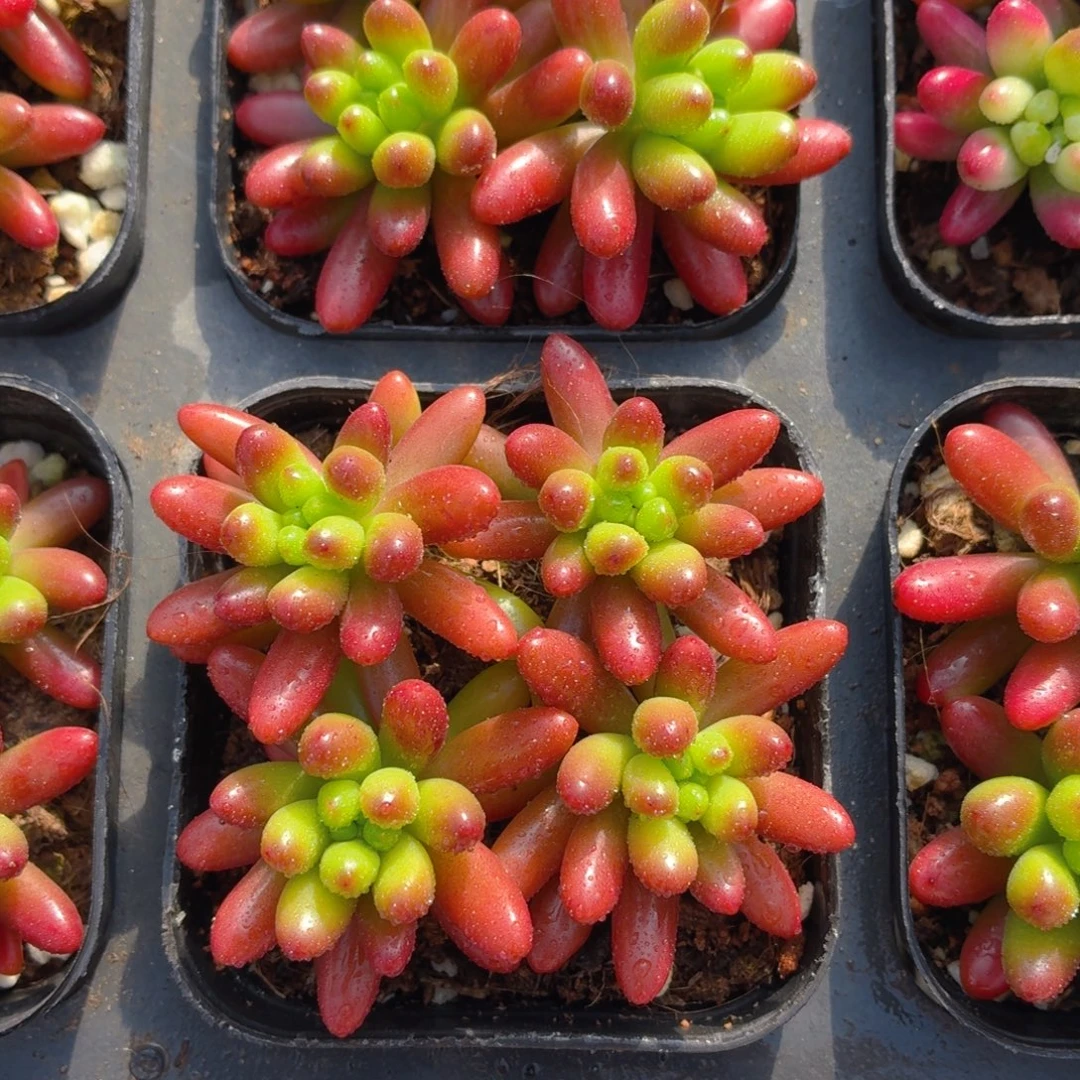 虹之玉多肉9.9包邮发货