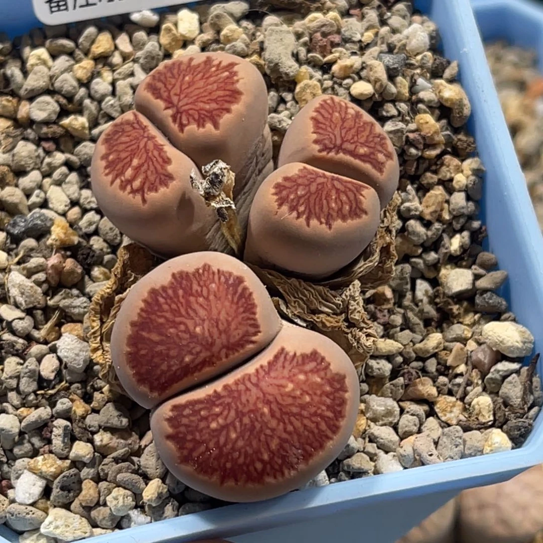 4060三头红窗菊1丝绒