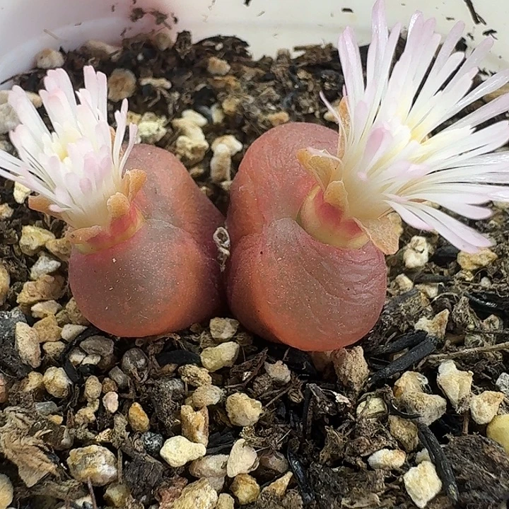 老马生石花双头吕红111