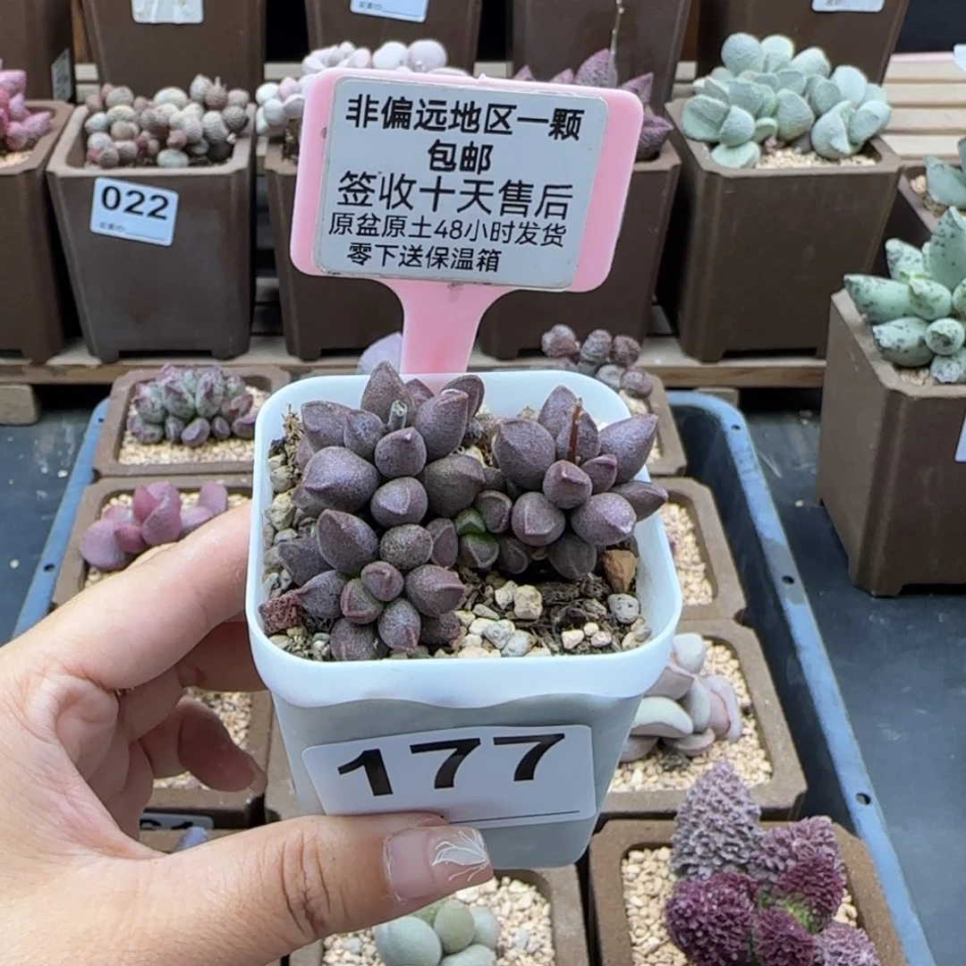 177枣泥蛋糕多肉植物