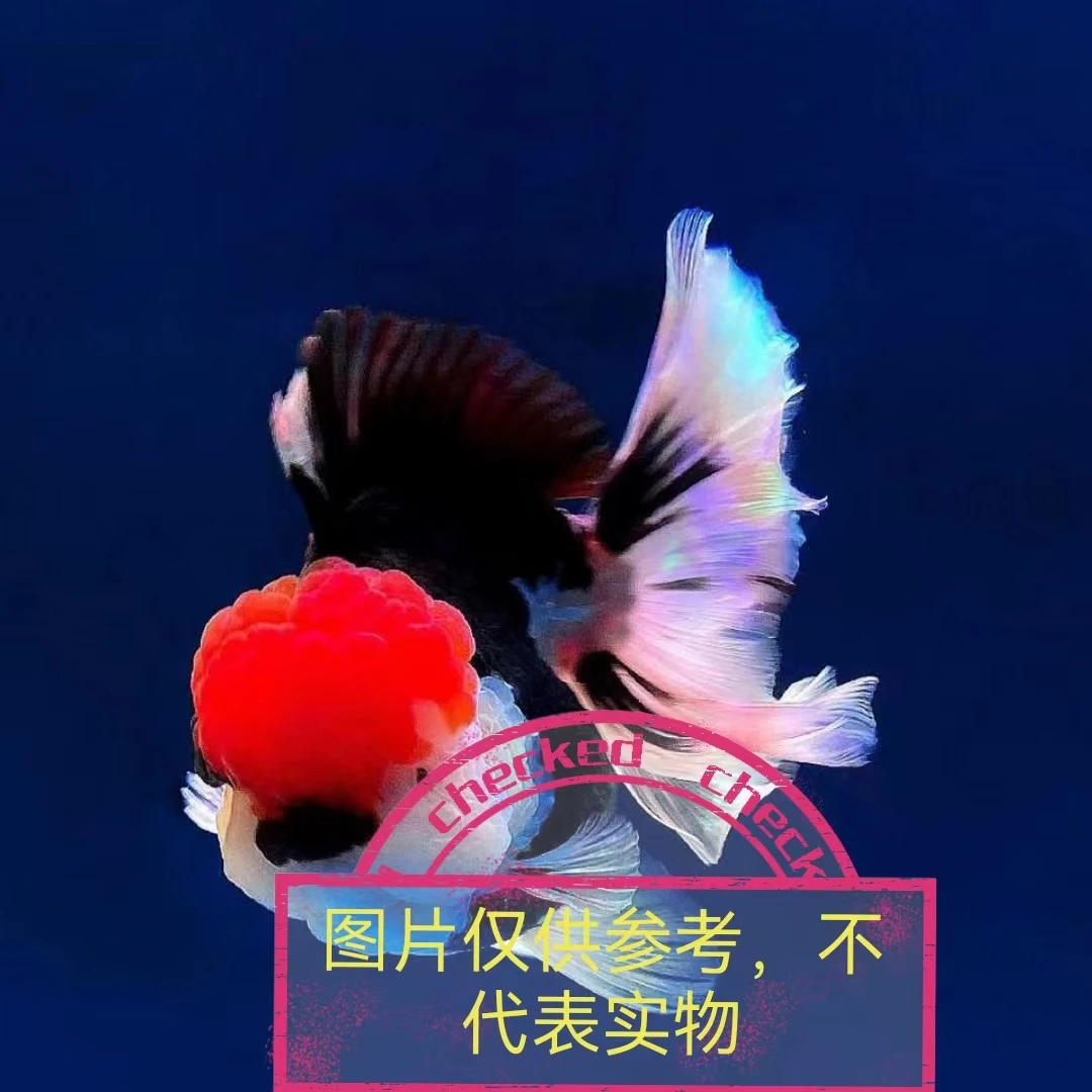 玛丽泰狮留养鱼苗  (直播链接，勿拍错)