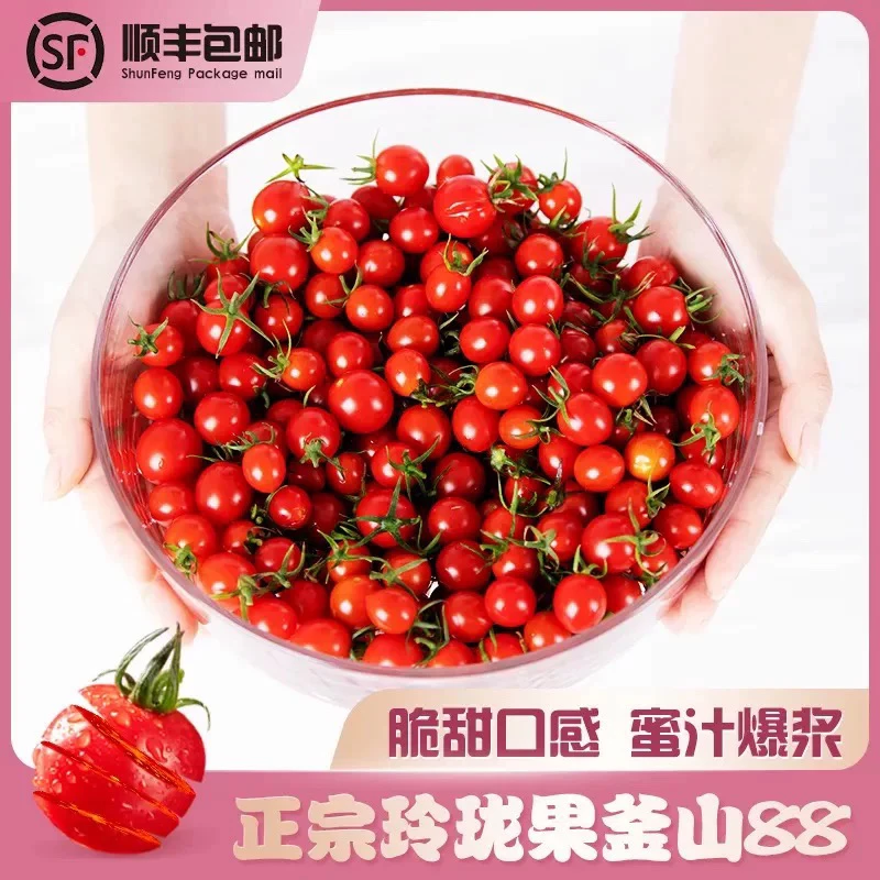 平度釜山88小番茄，口感番茄，纯甜无酸