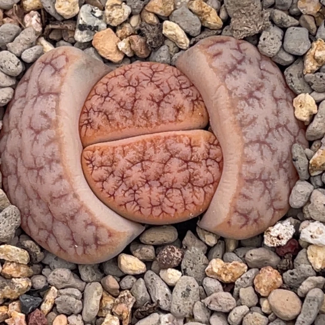 6534睫毛雪岚母本一颗