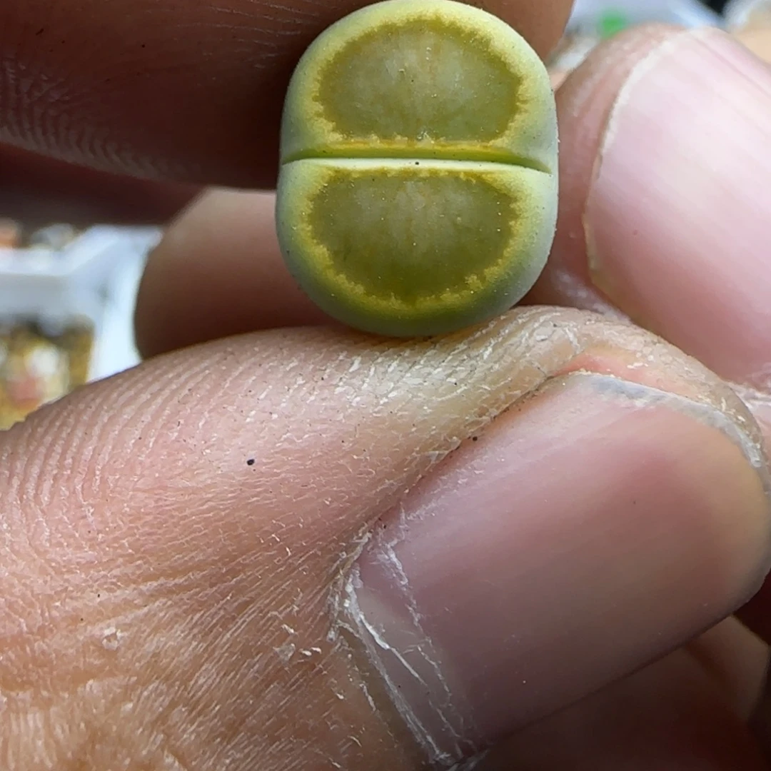 814 生石花大棚直播