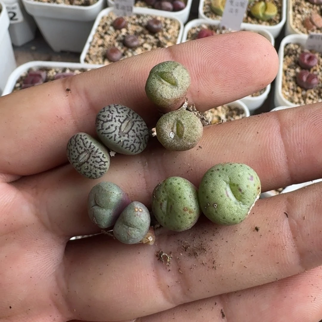 揽****版G128墨小锥a纽扣烟灰紫都鸟弗雷德姆