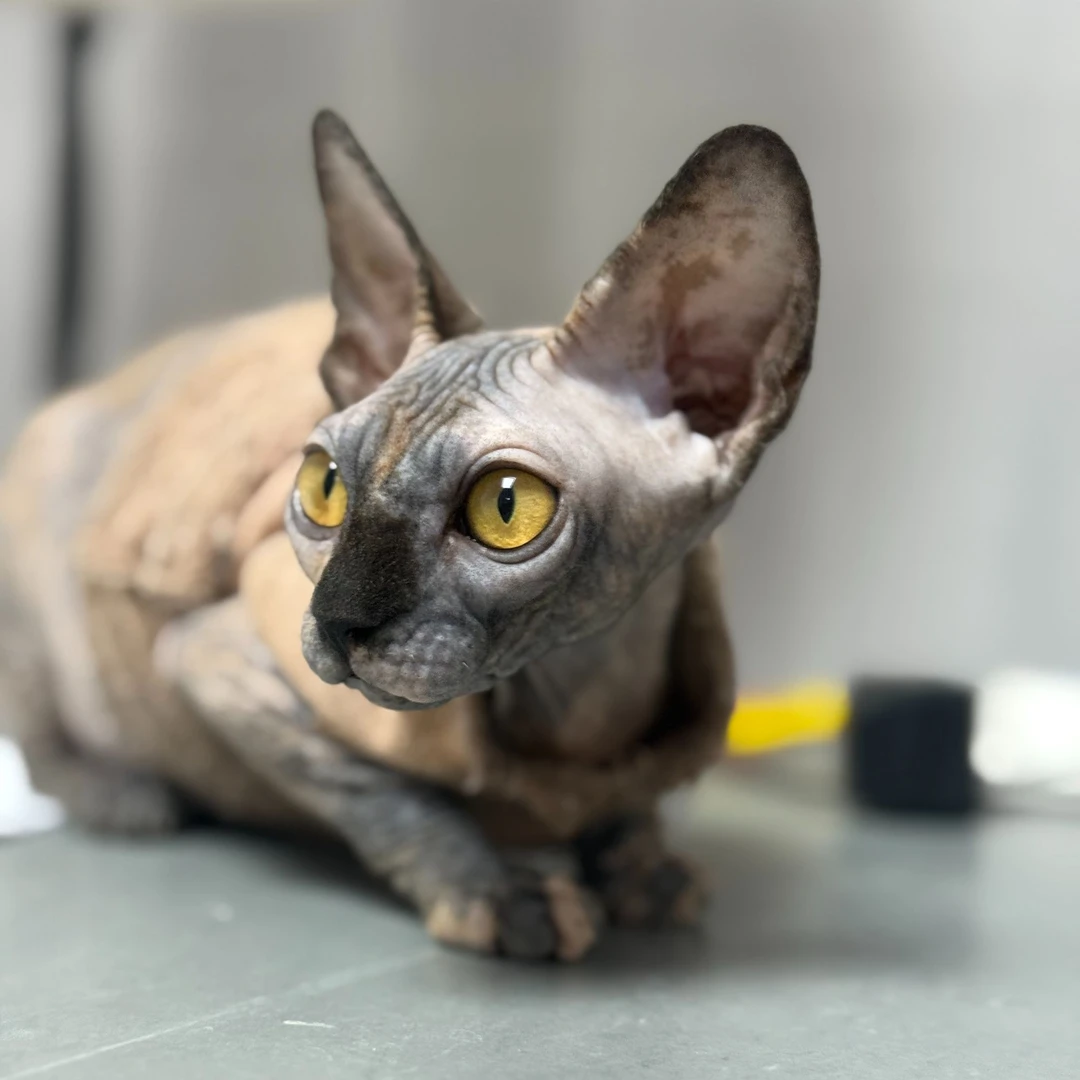 来了姊妹-玳瑁无毛猫 妹妹 Y5