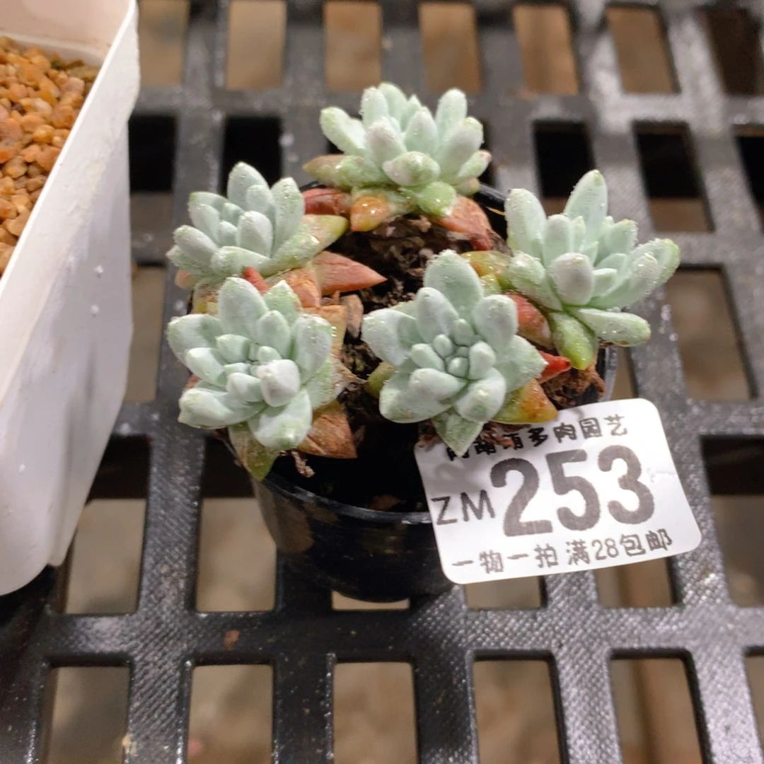 肉萌萌拇指盆精控多肉ZM253