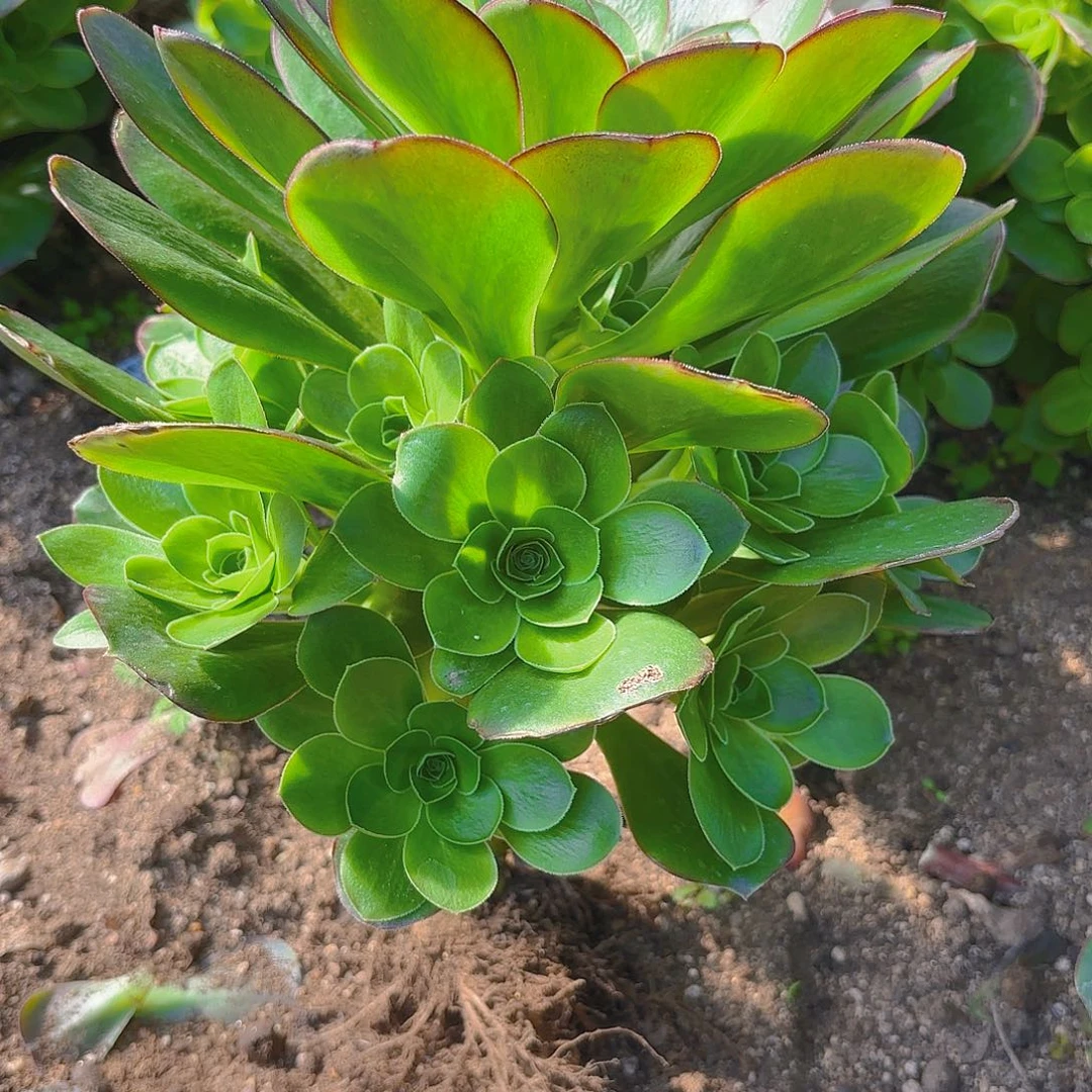魅金手捧多肉植物