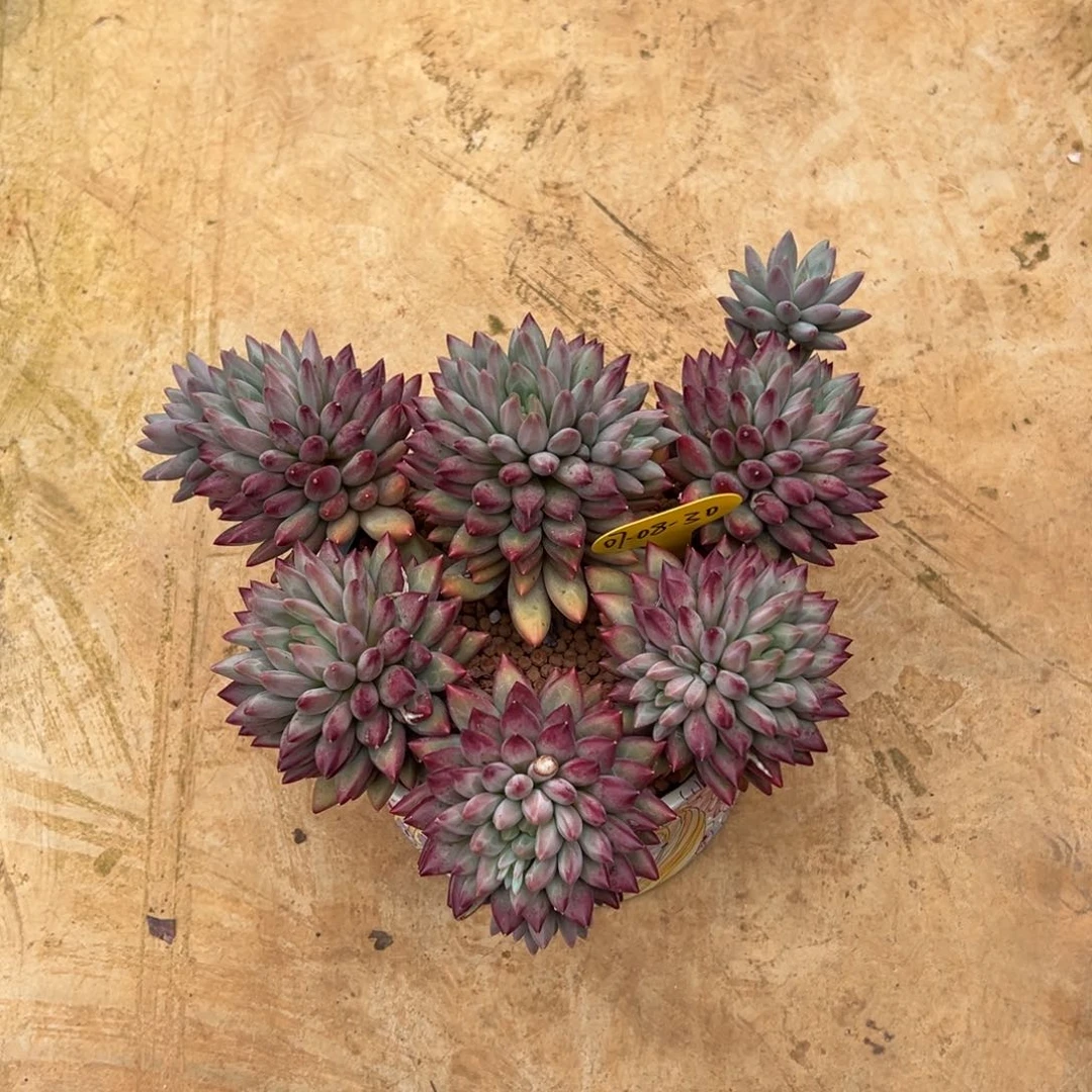 特殊个体虞美人多肉植物