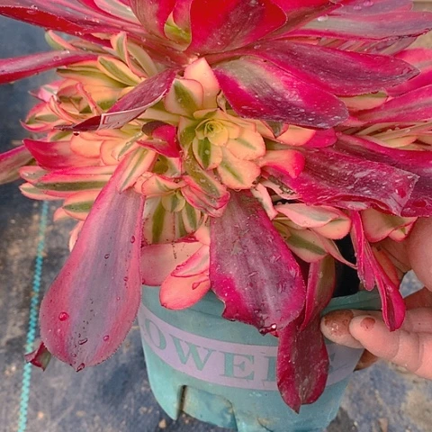 165美杜莎多肉植物