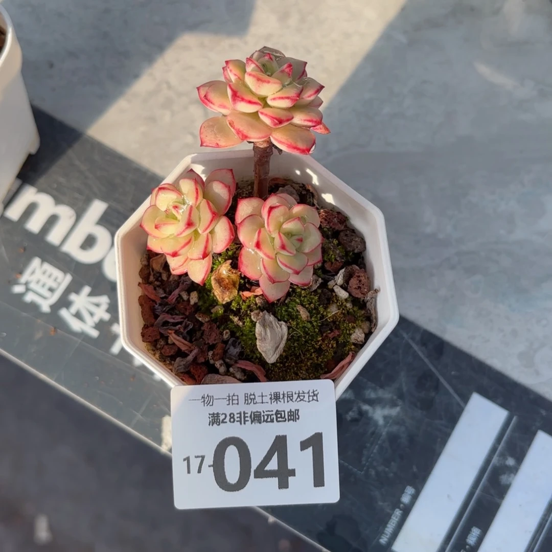 探戈锦有砍多肉多肉