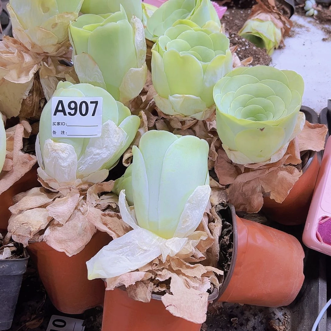 907大酒杯19包邮玫瑰