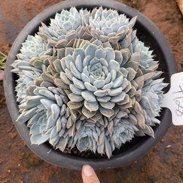 两单包邮，一物一拍，128丽莎贝尔