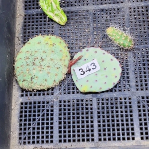343胜利塔缘拘水仙彩扇