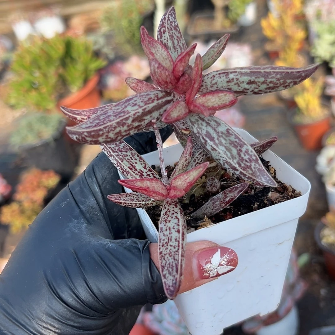 多肉植物多肉植物