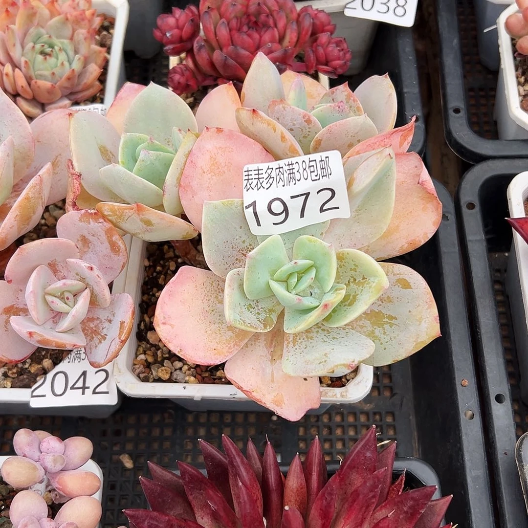 多肉一物一拍植物