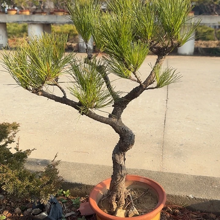 将***明无花朵盆栽植物黄山盆景
