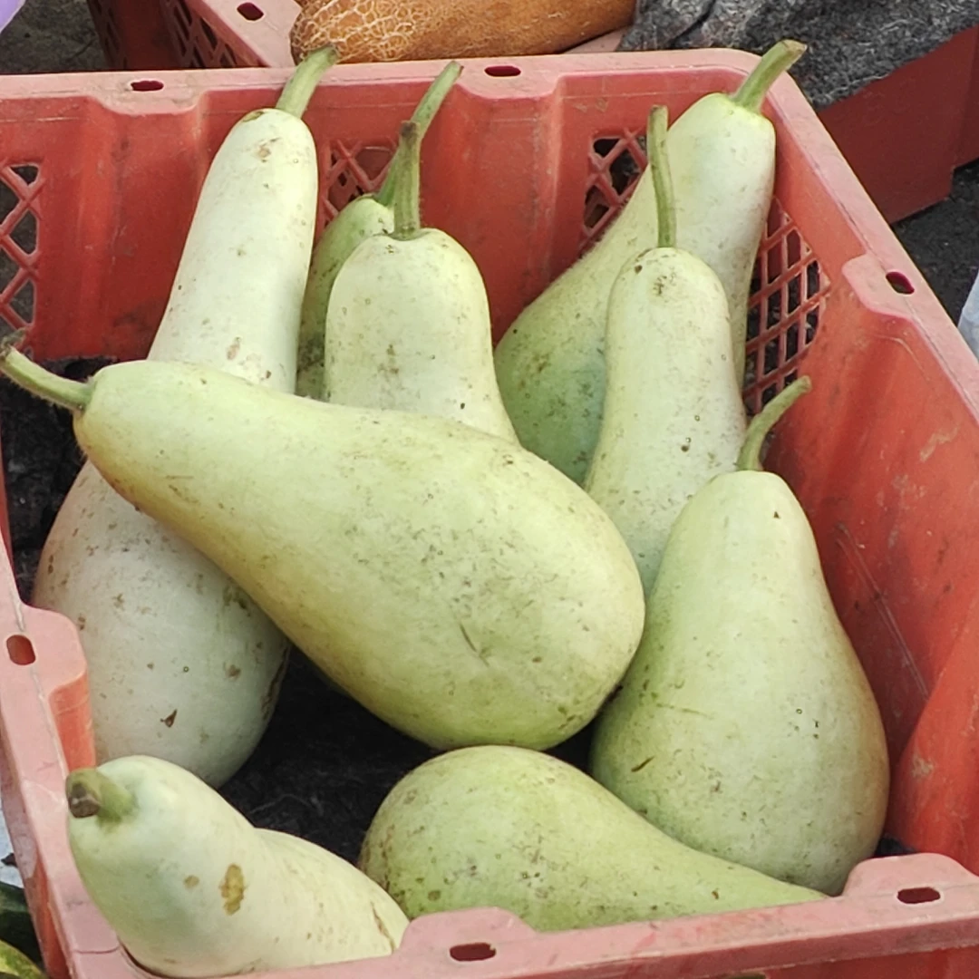 【葫芦】优选代卖新鲜农家本地葫芦
