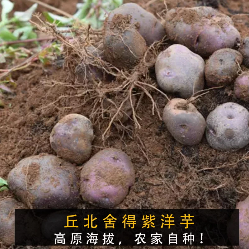 （丘北舍得紫洋芋）云南特产高原紫土豆农家自种马铃薯现挖现发