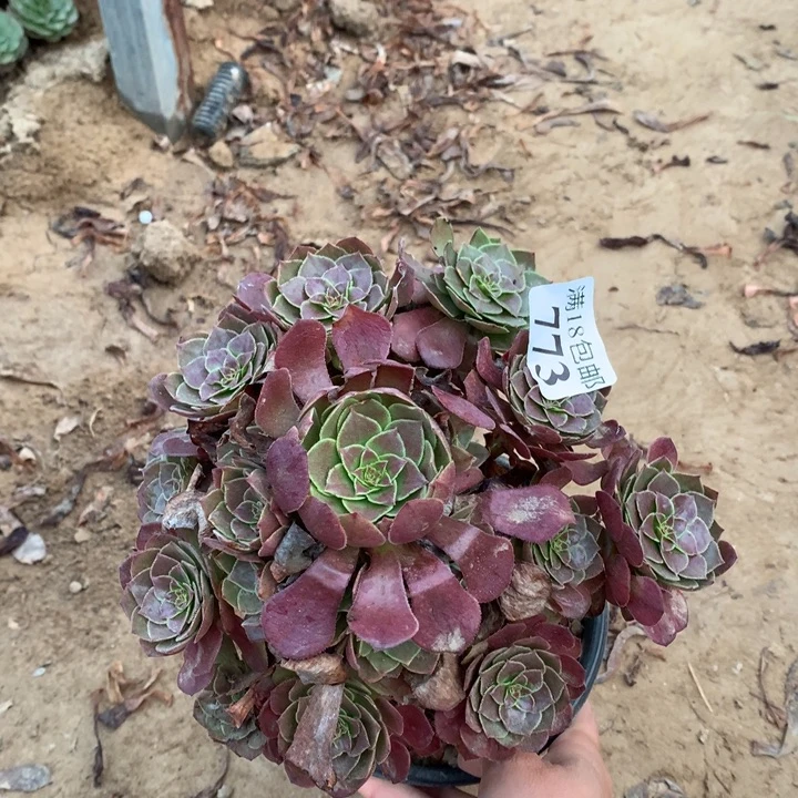 773杂交万圣同不包断枝1