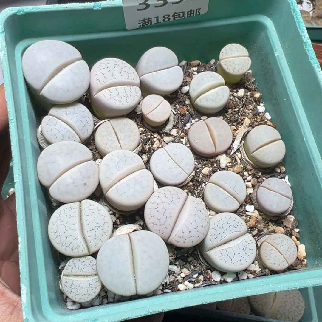 【闪购商品】339。