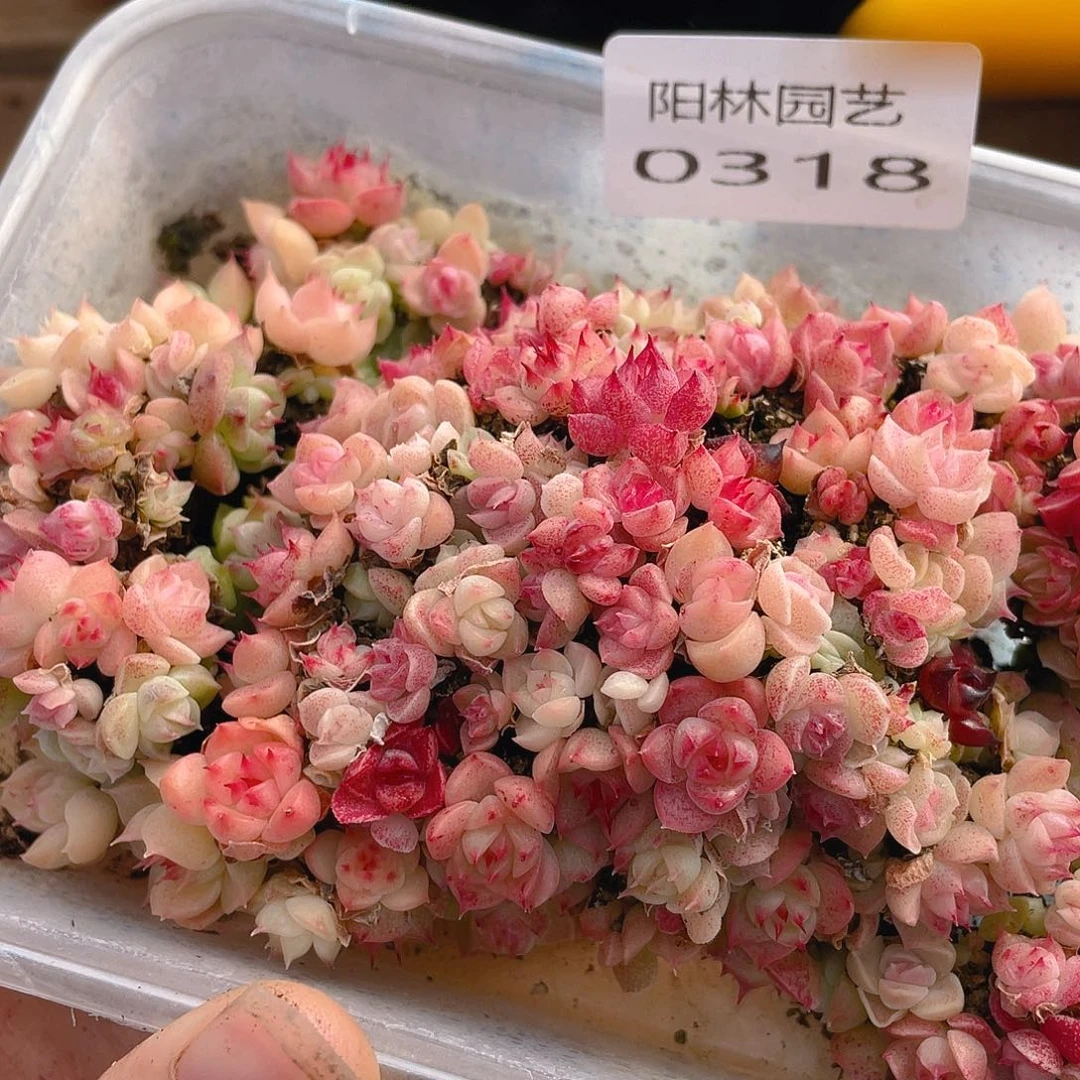 多肉植物多肉植物318