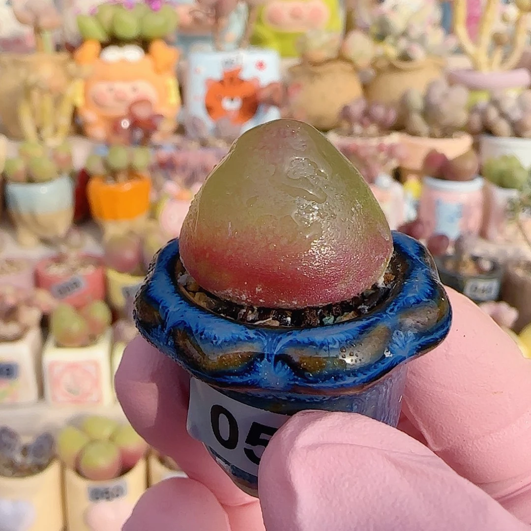 可爱灯泡 盆口2.5cm